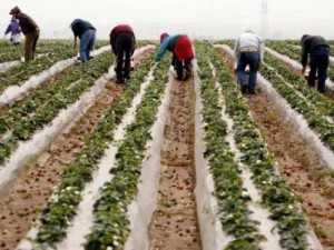 America migrant workers california