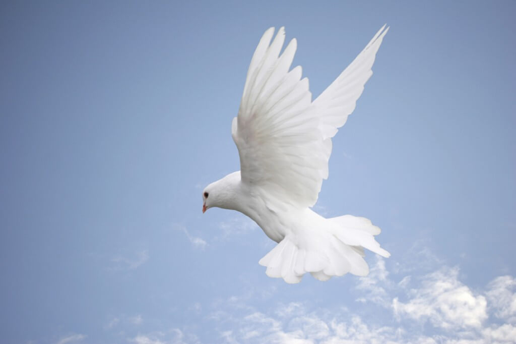 jesus resurrection flying-dove