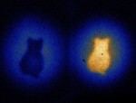 A carbord cut-out of a cat imaged by photons that never went through the cut-out itself. Credit: Gabriela Barreto Lemos
