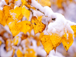 cold yellow leaves with snow