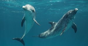 dolphin DNA No Code