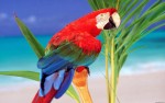THE PARROT NEXT DOOR
