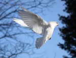 INERRANCY AND DOCTRINAL PURITY