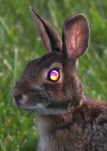 bunny rabbit with shiny eyes
