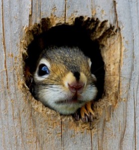 Squirrel in tree hole